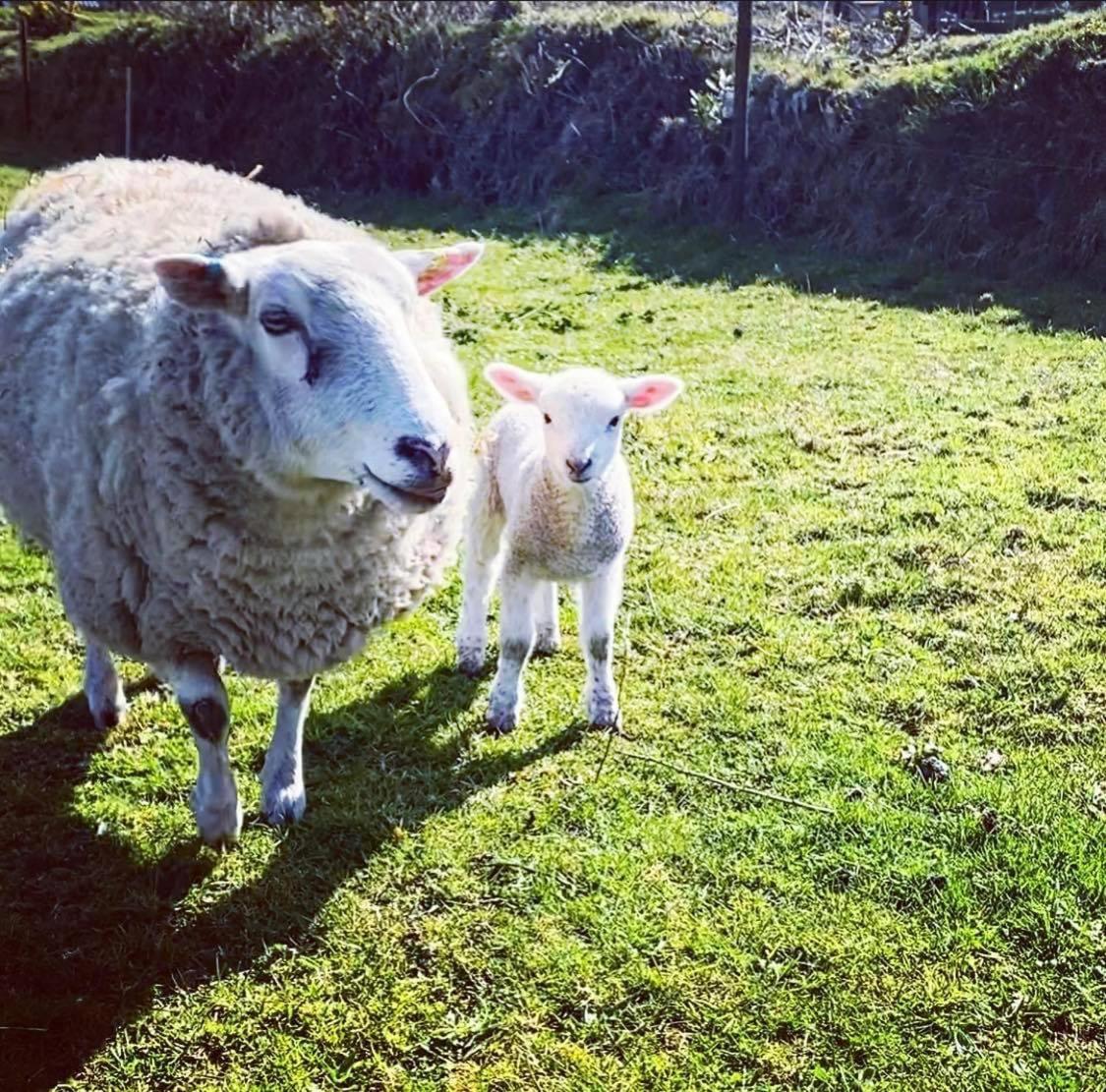 Homeleigh Farm Caravan - Housity