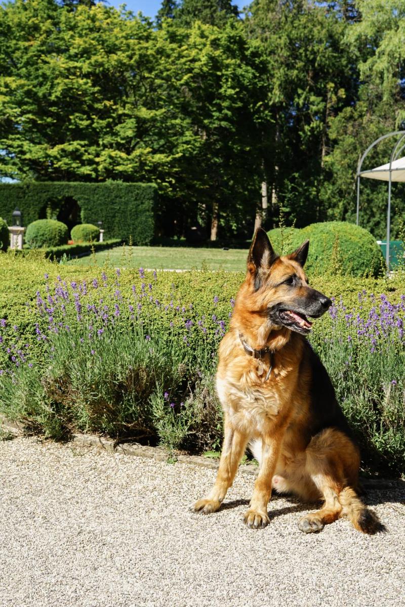 Animal ou animaux domestique(s) séjournant avec des clients dans l'établissement Hostellerie De Levernois