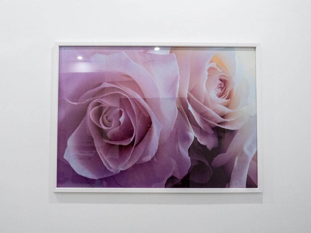 biRose B&B Affittacamere - Housity