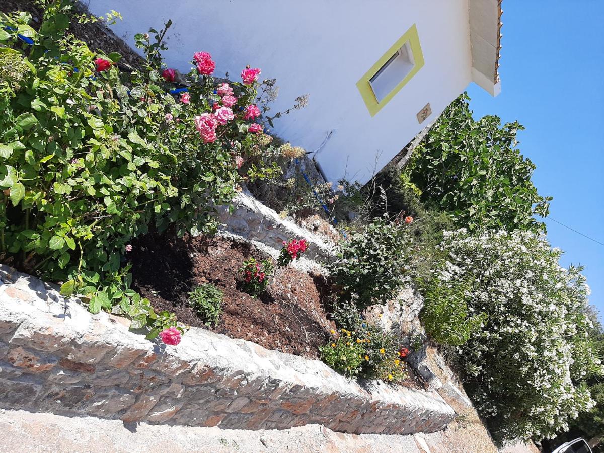 Lemon Garden 1 - Housity