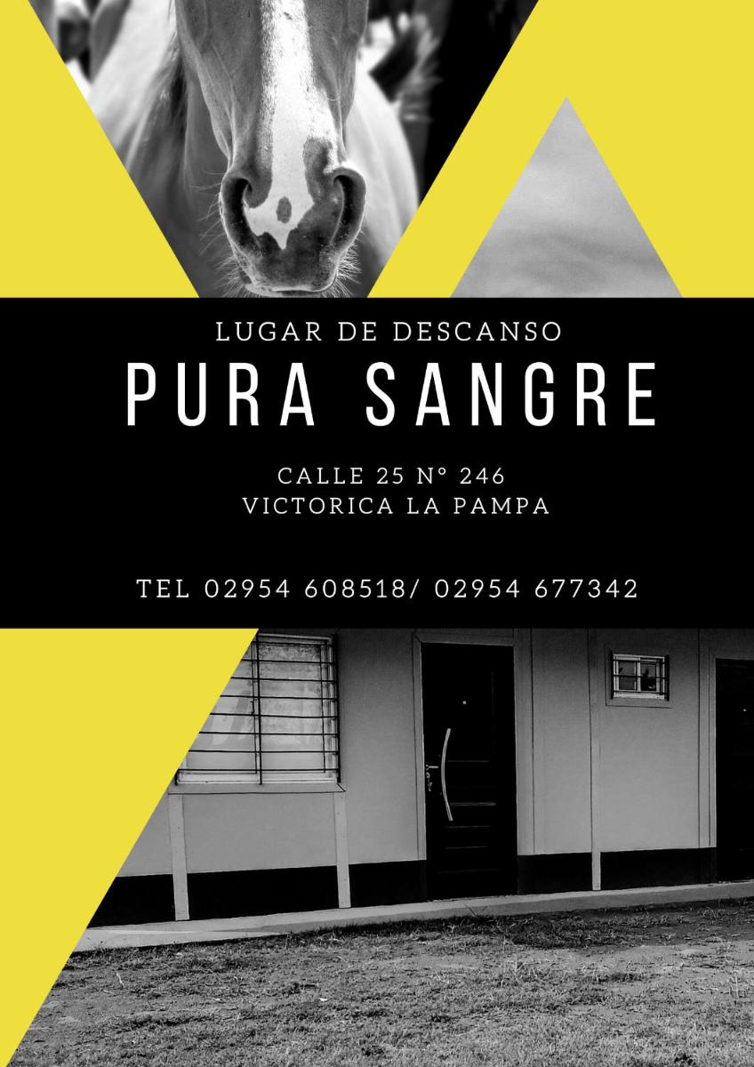 PURA SANGRE - Housity