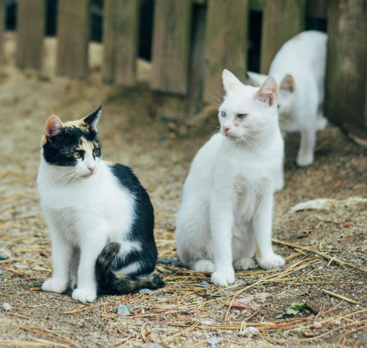 Mascotas con sus dueños en Xalet De Prades