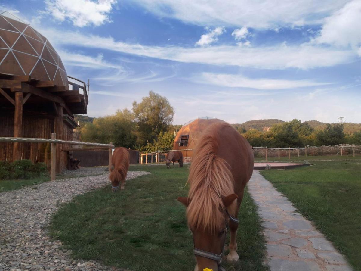 Animales en el apartahotel o alrededores