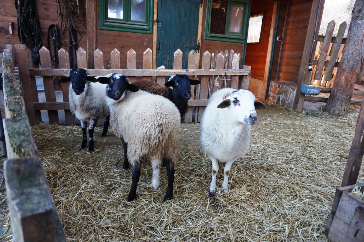 Animales en el apartahotel o alrededores