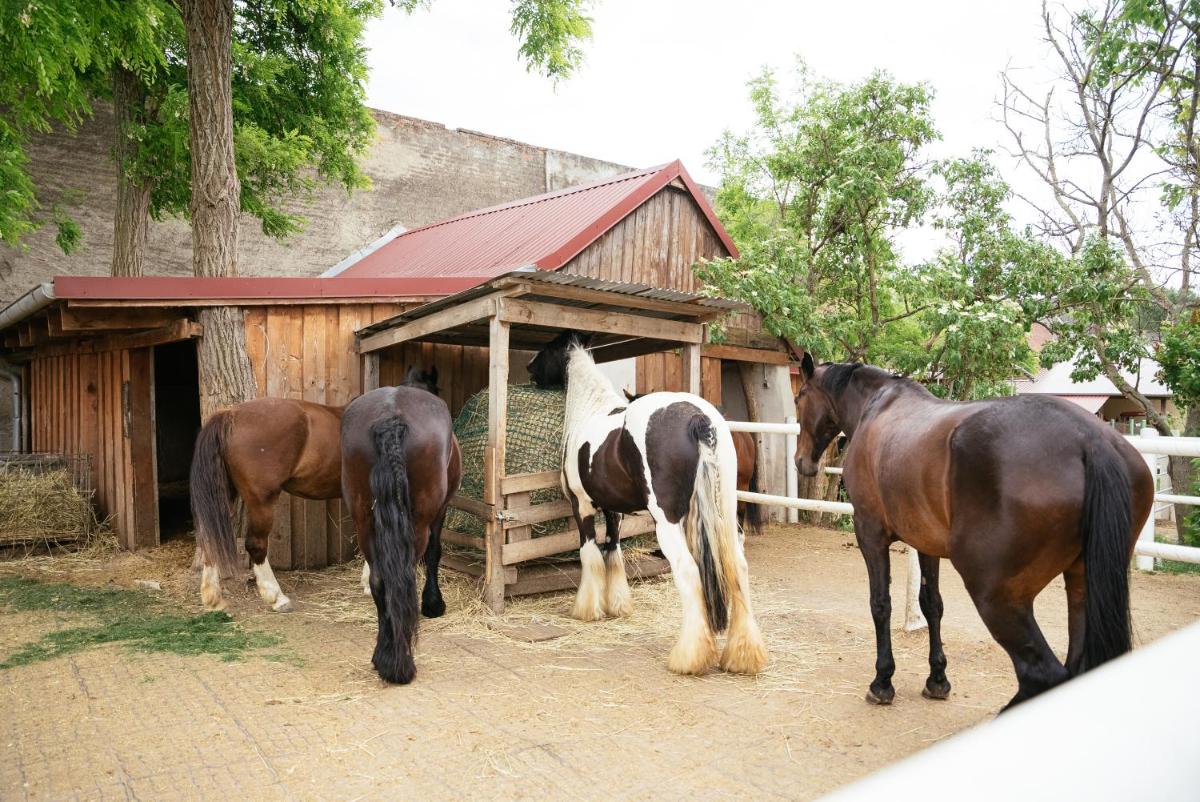 Ranchzimmer am Hippo-Campus Reit- und Therapiezentrum - Housity
