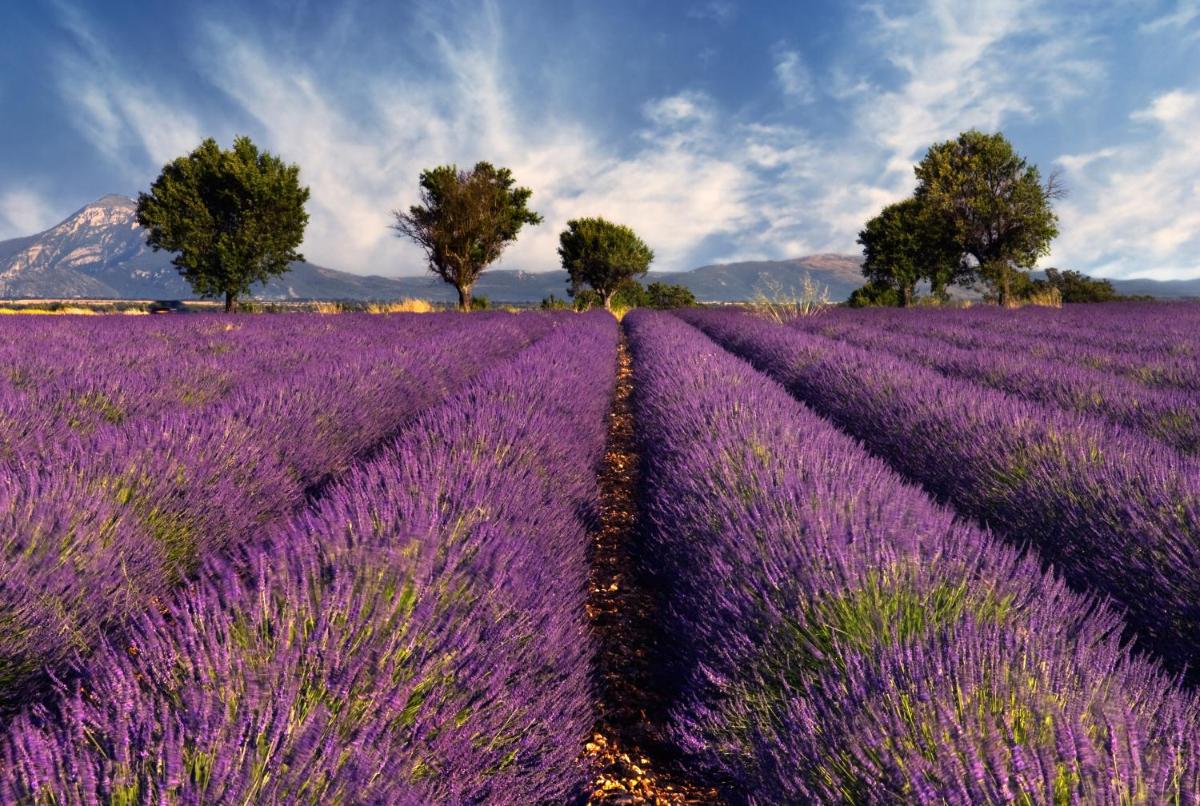 Chalet Mont Ventoux et Chalet VIP - Housity