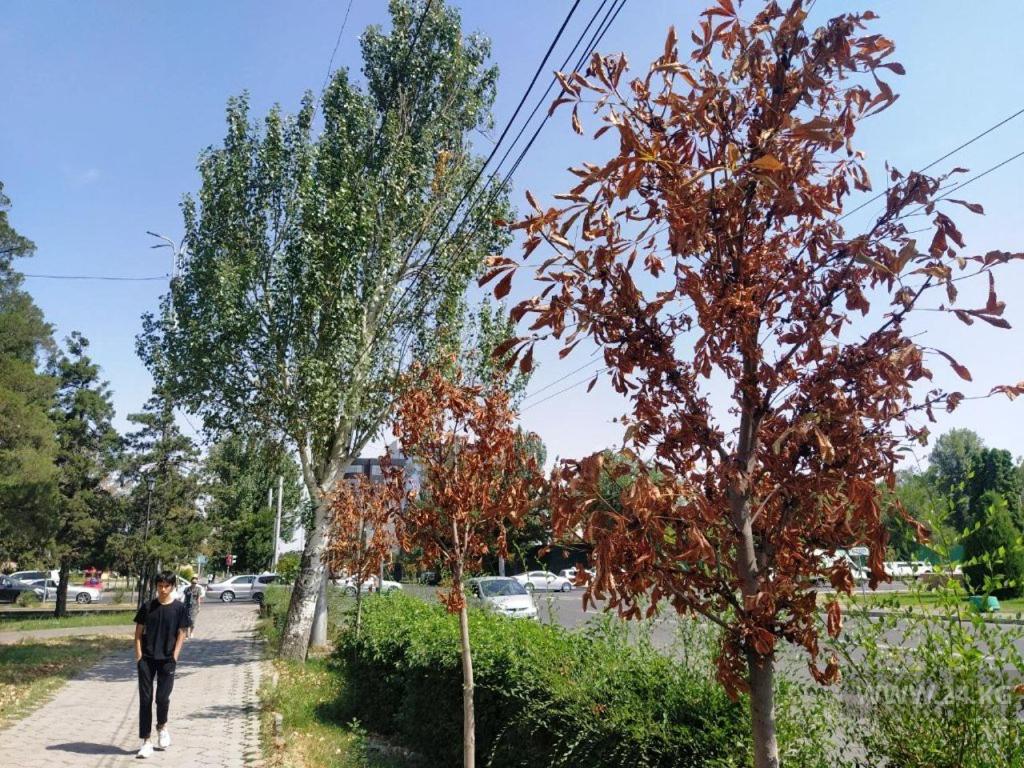 Bishkek Apartments - Housity