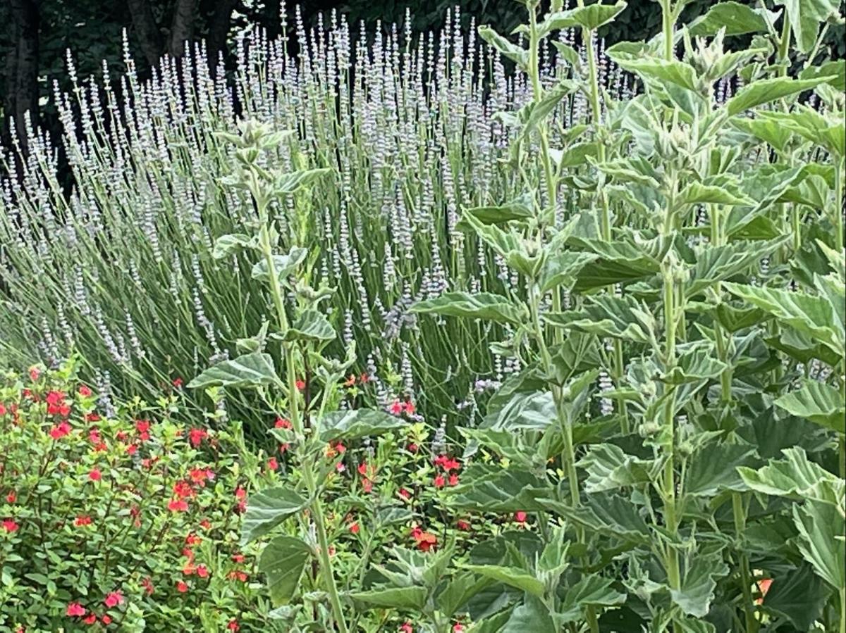 Jardin de l'établissement Hôtel - Spa Les Corderies