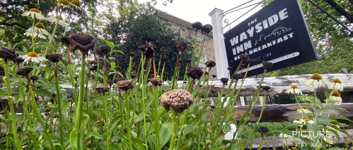 Wayside Inn Bed and Breakfast - Housity