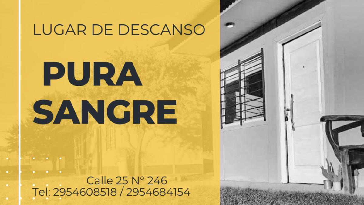 PURA SANGRE - Housity