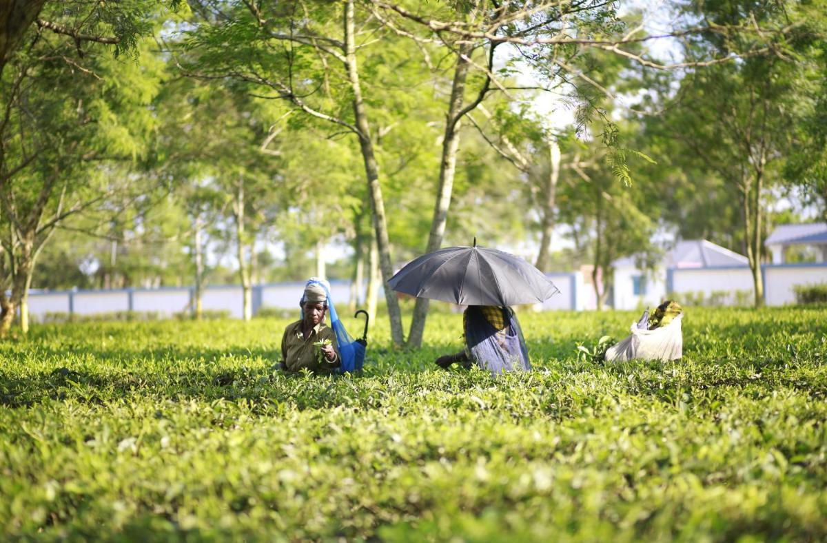 Ramsai Tea & Wildlife Resort - Housity