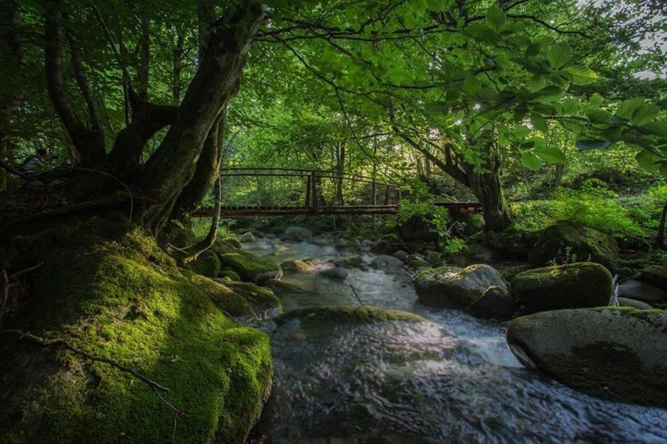 Poiana - Apuseni Mountains - Housity