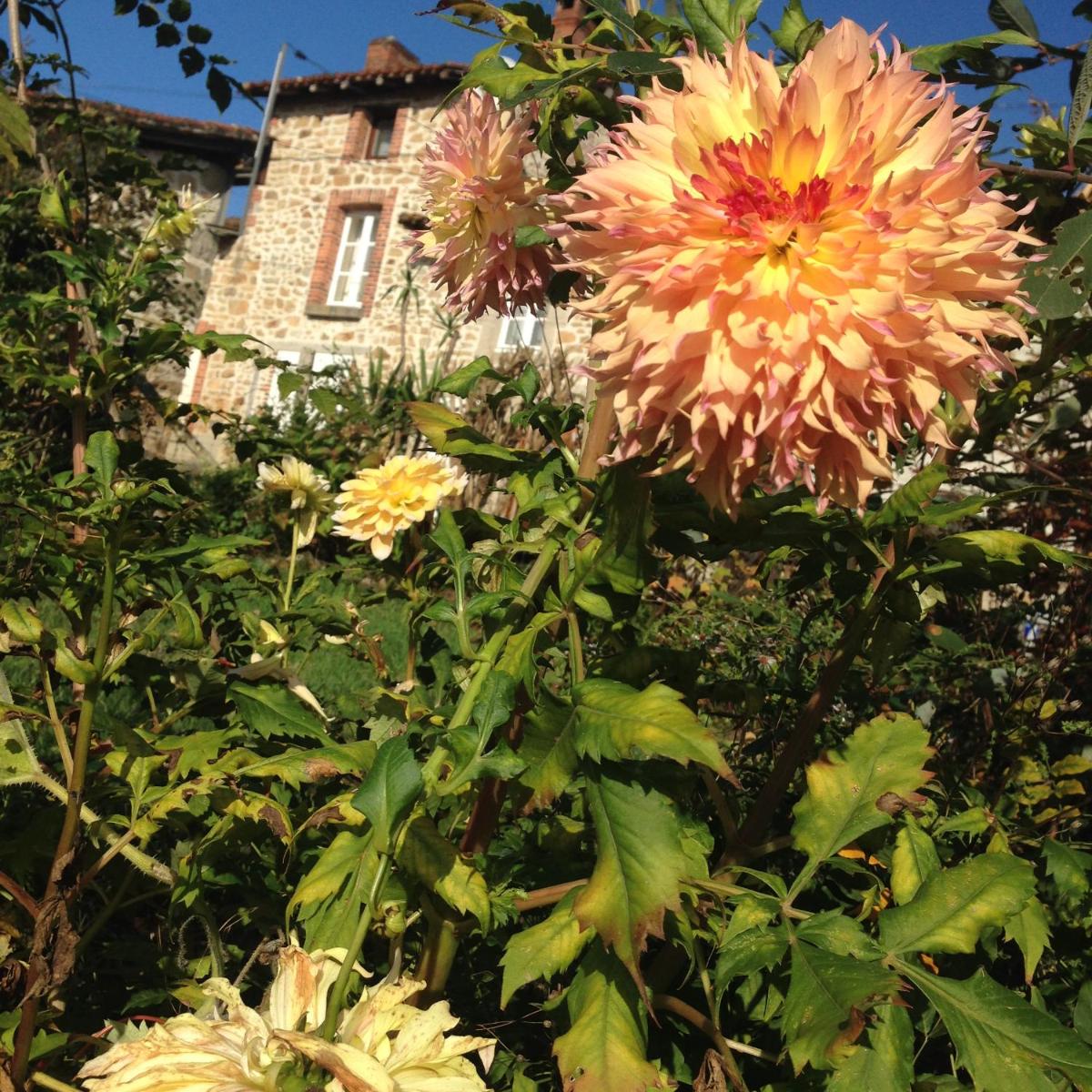 Little cottage - Housity