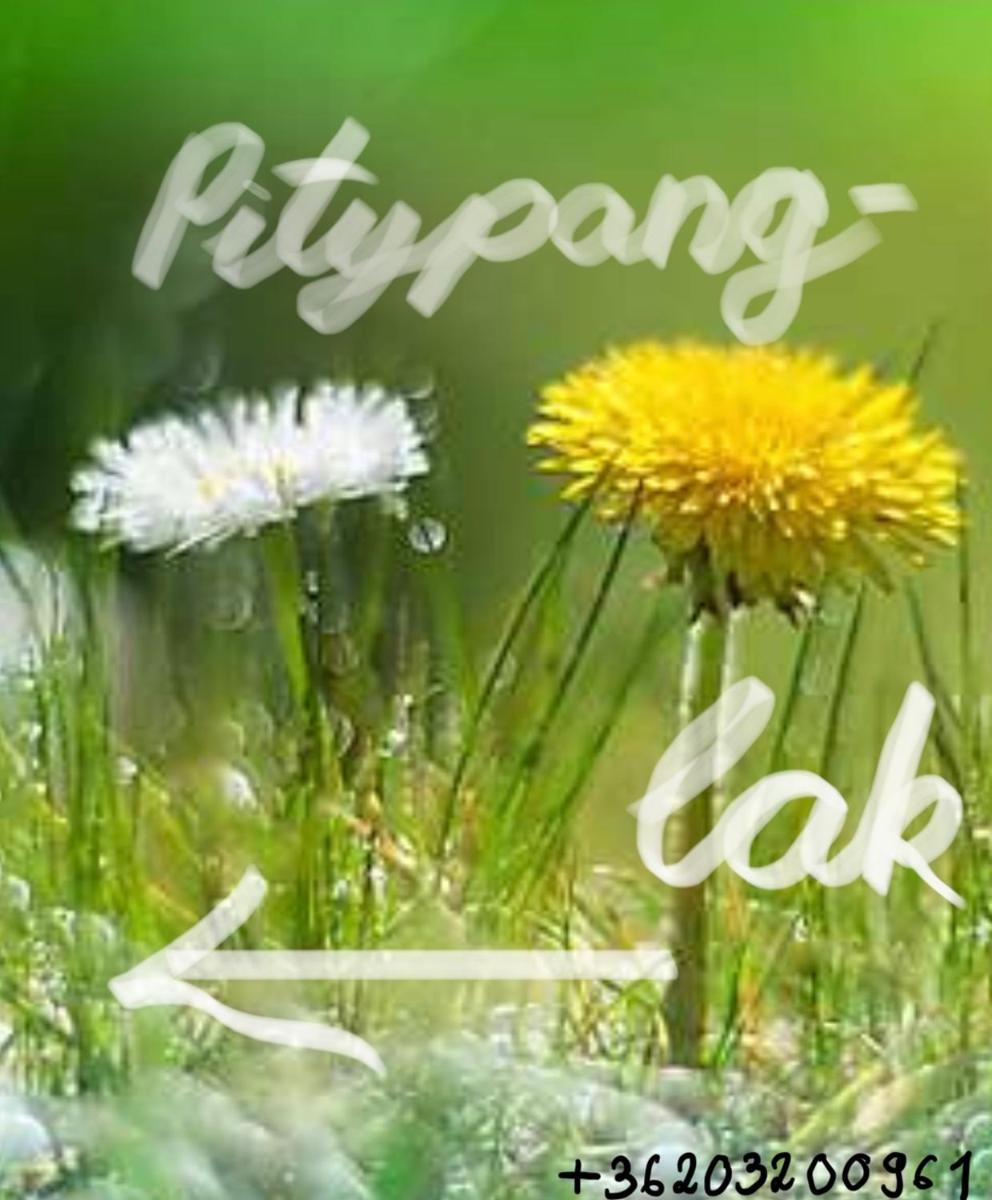 Pitypang lak - Housity
