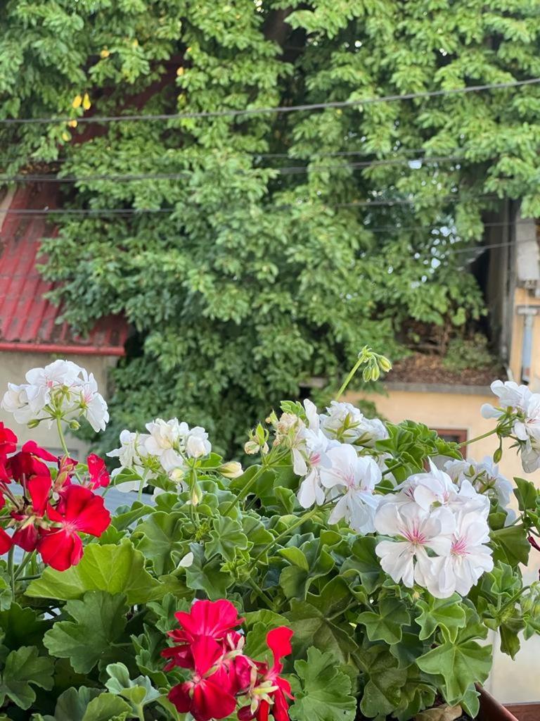 Sighet privat și central - Housity