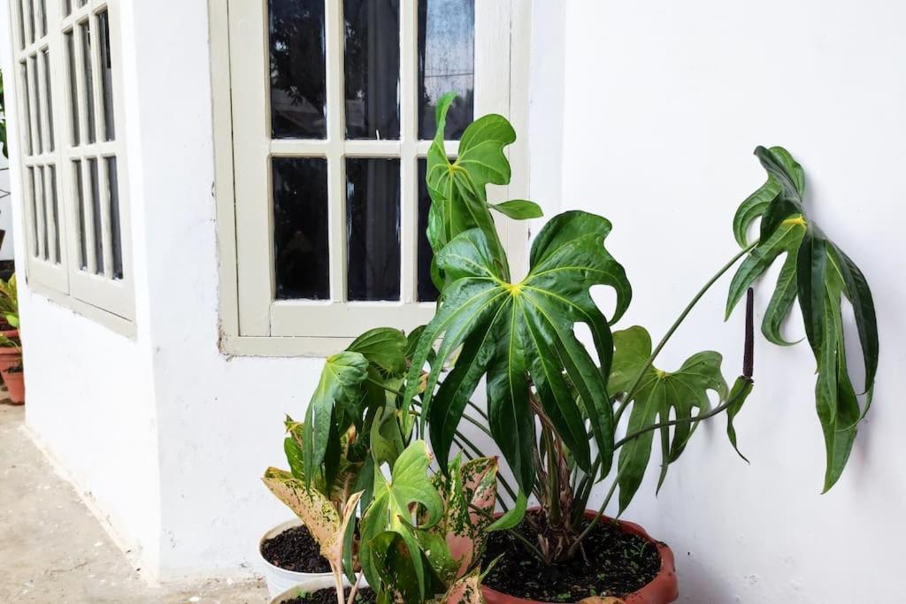 Alfya Homestay di Pusat Kota Payakumbuh Full House - Housity