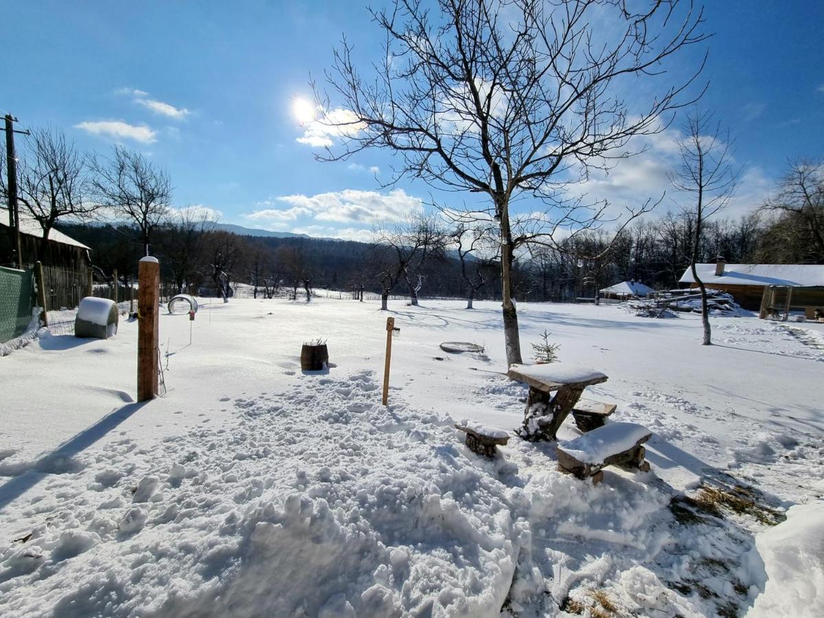 Casa primitoare in inima naturii si padurii - Housity