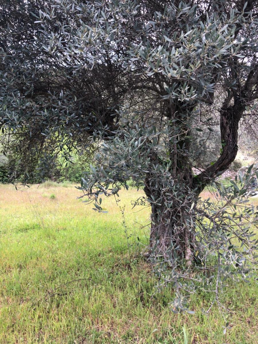 Les Garrigues Bleues - Housity