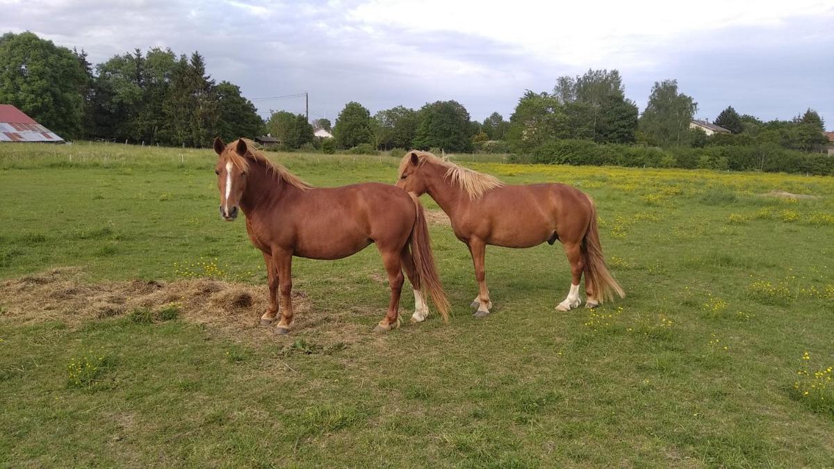 Insolite! Plusieurs Gîtes dans Ferme Equestre - Housity