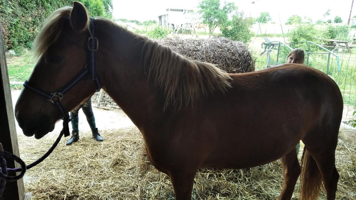 Insolite! Plusieurs Gîtes dans Ferme Equestre - Housity