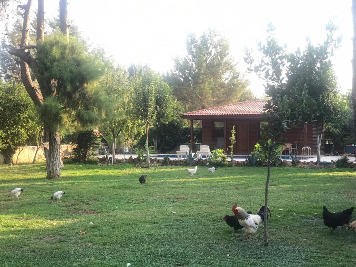 Lovely Summer House with Shared Pool in Kepez - Housity
