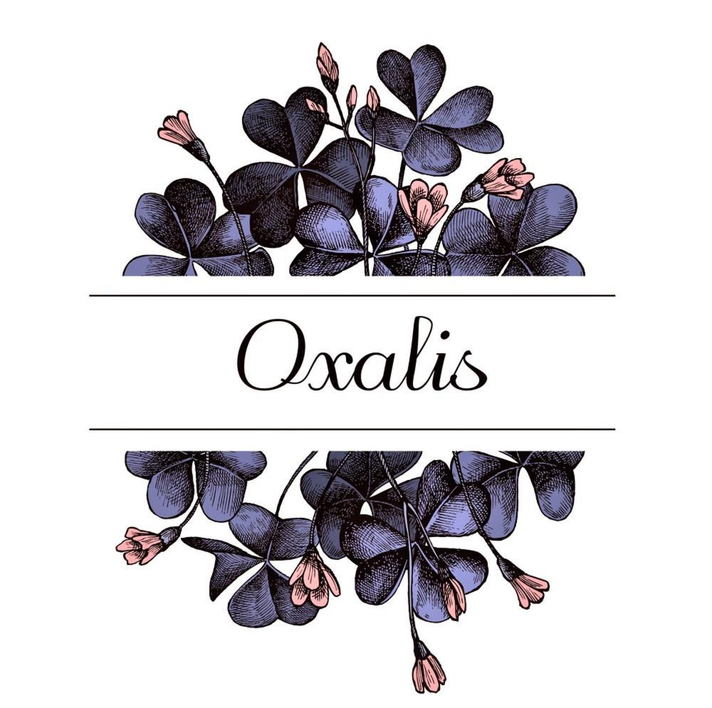 Oxalis - Housity