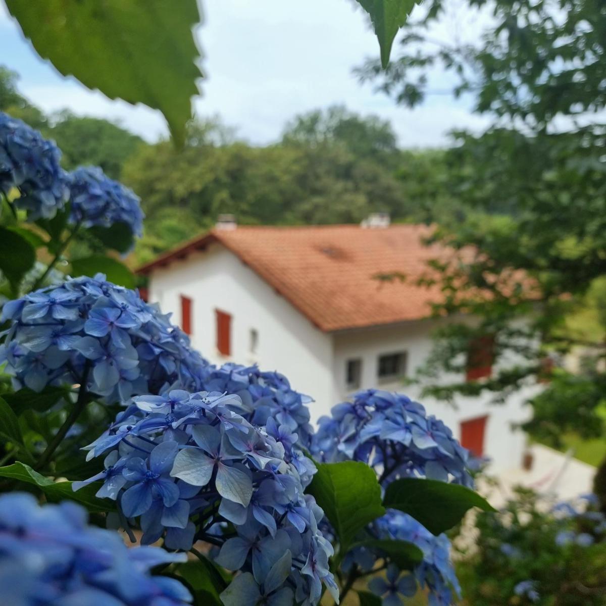Oihanaren Zola - Housity