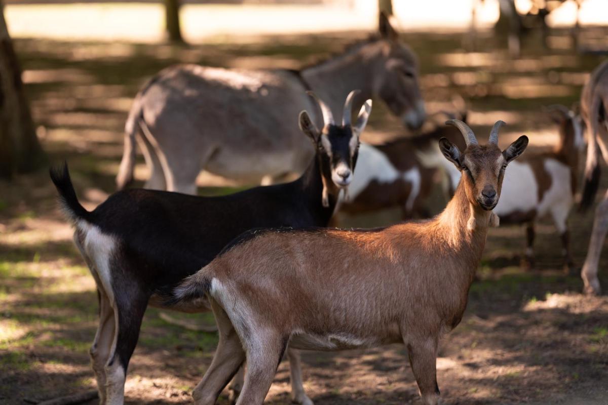 Animaux dans l'hôtel ou à proximité