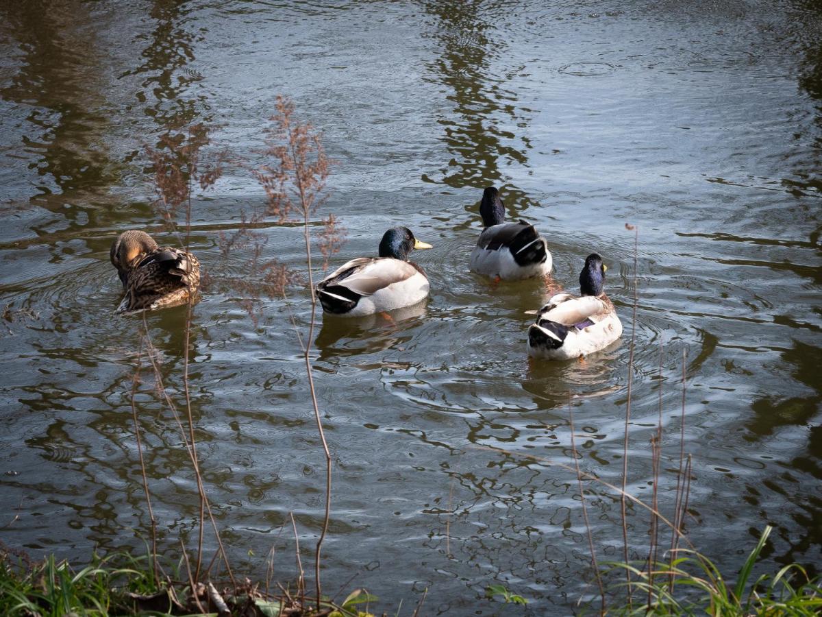 Animaux dans l'hôtel ou à proximité