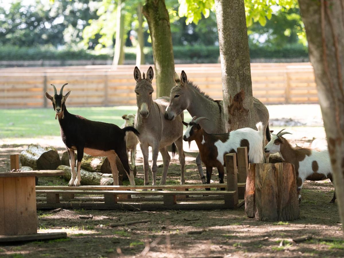 Animaux dans l'hôtel ou à proximité