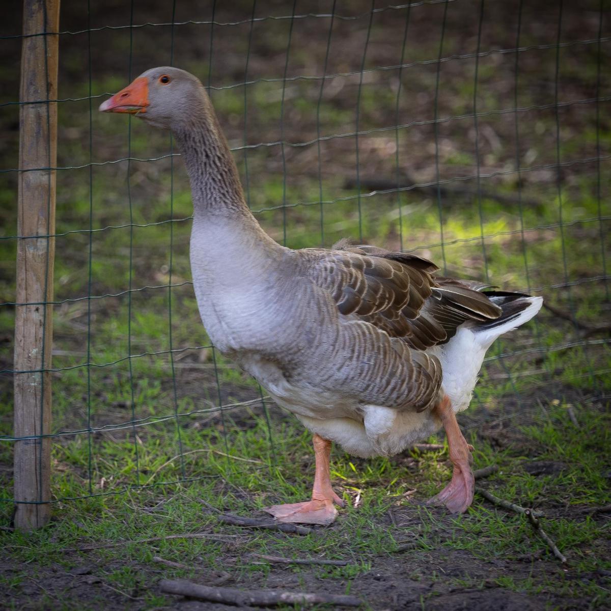 Animaux dans l'hôtel ou à proximité
