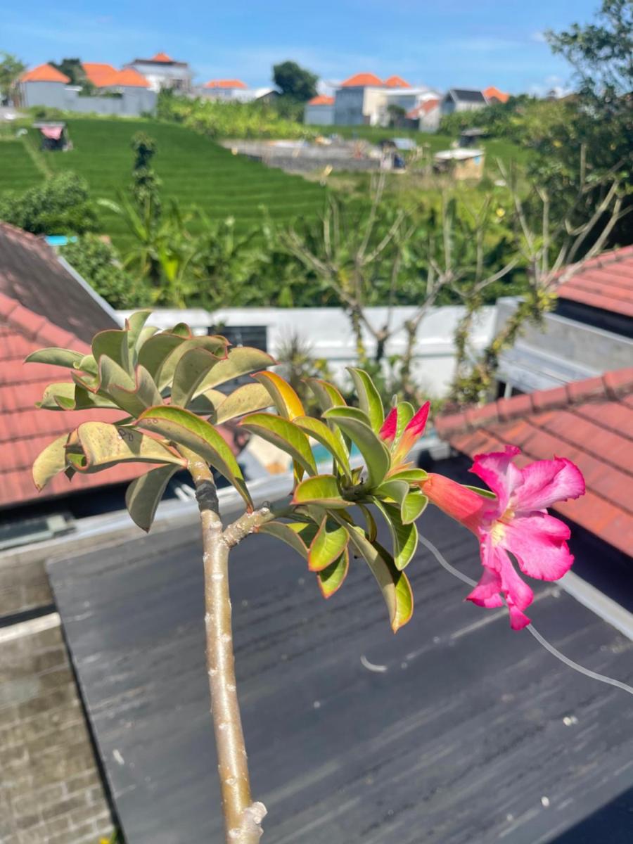 Villa Sydney Canggu Paddy Field View 3 Bed, Private Villa - Housity