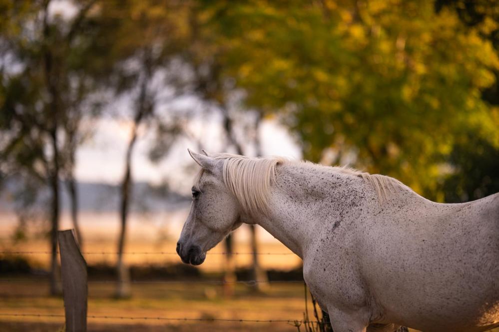 Animales en el hotel o alrededores