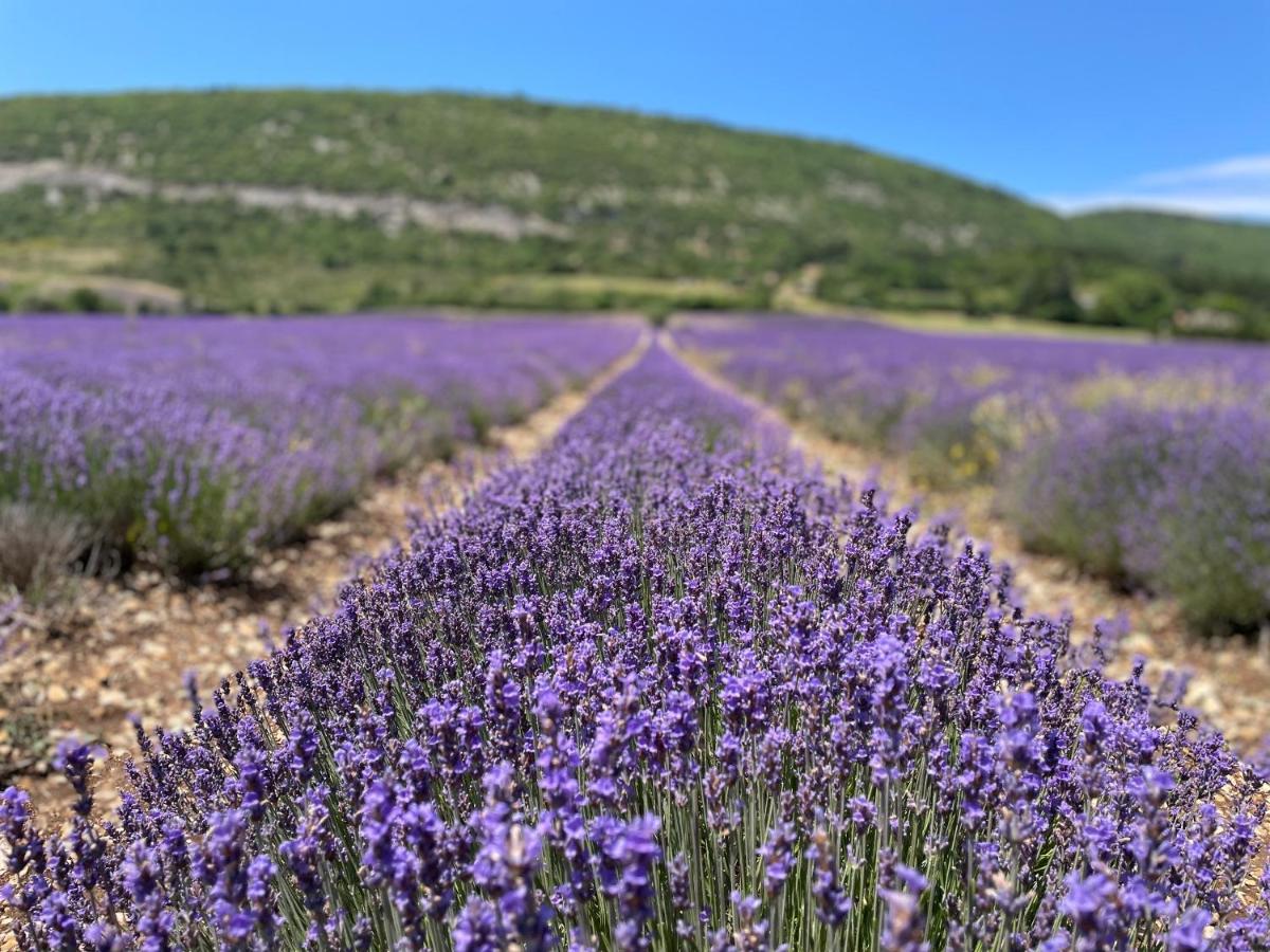 La Bastide des Bourguets Adults Only, Mont Ventoux - Housity