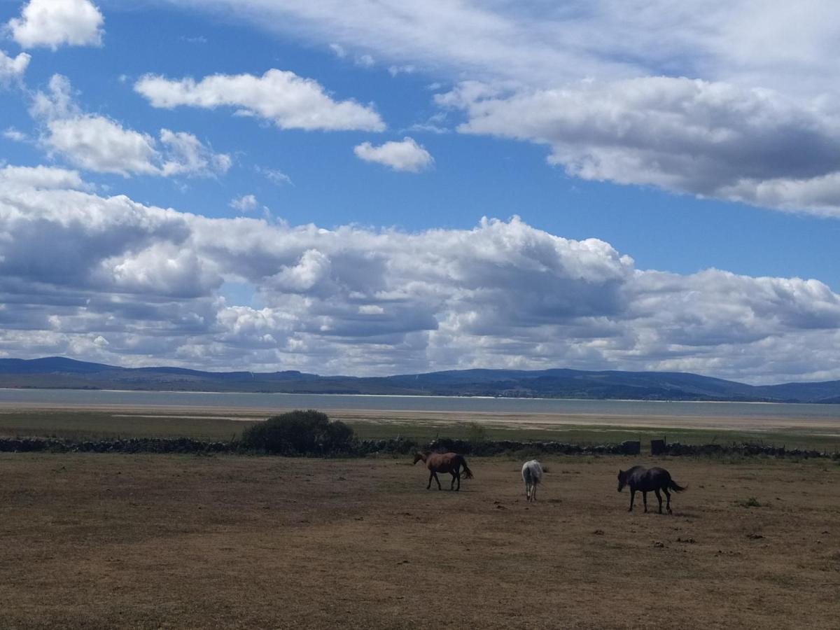 Animales en el hotel o alrededores