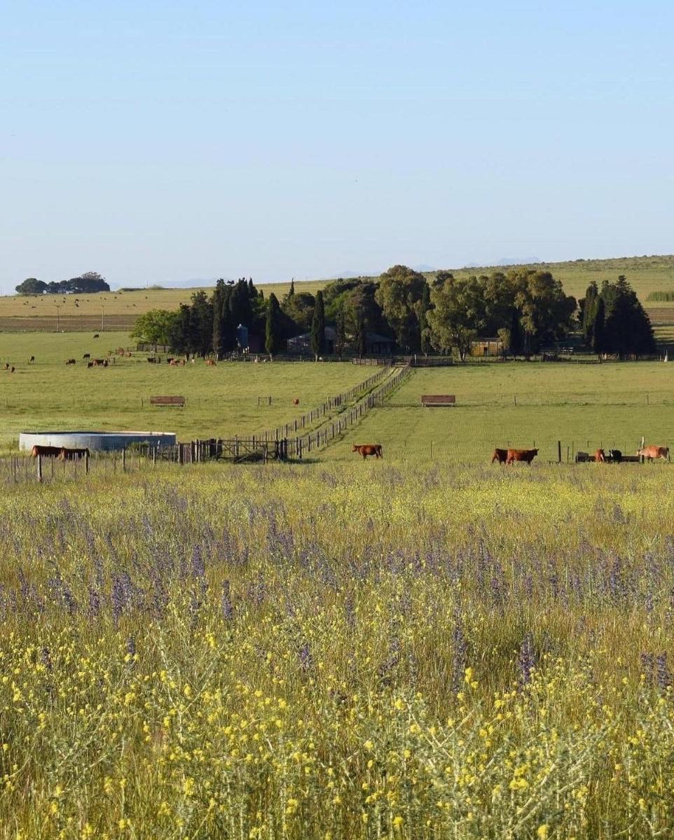 Haras Maguill - Housity