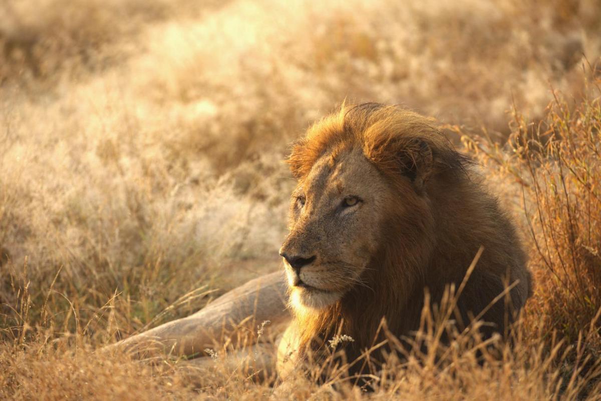 Imagine Africa Luxury Tented Camp - Housity