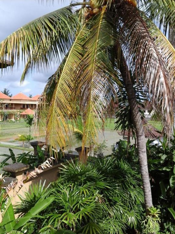 Rice paddy bungalow - Housity