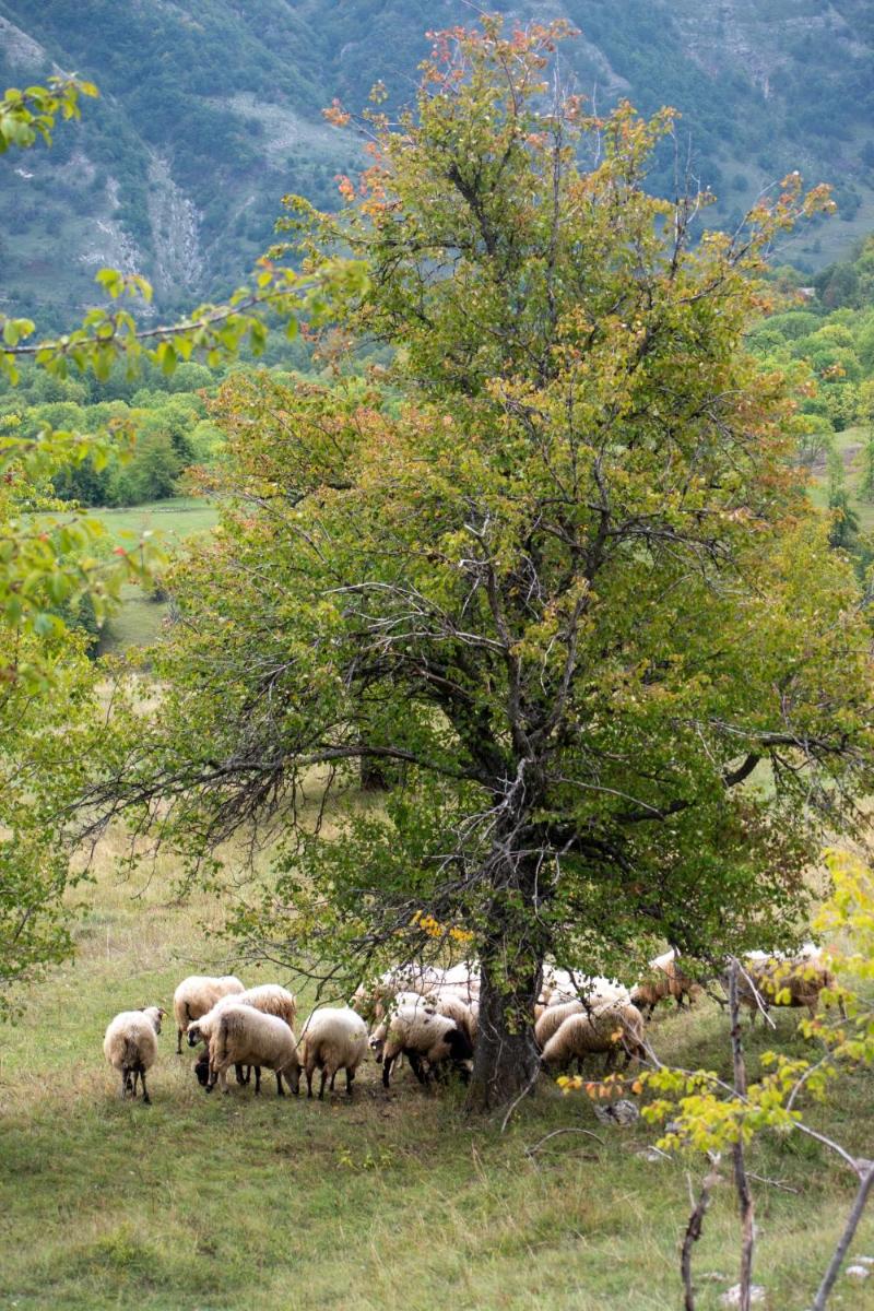 Etno Village Vojnik - Housity