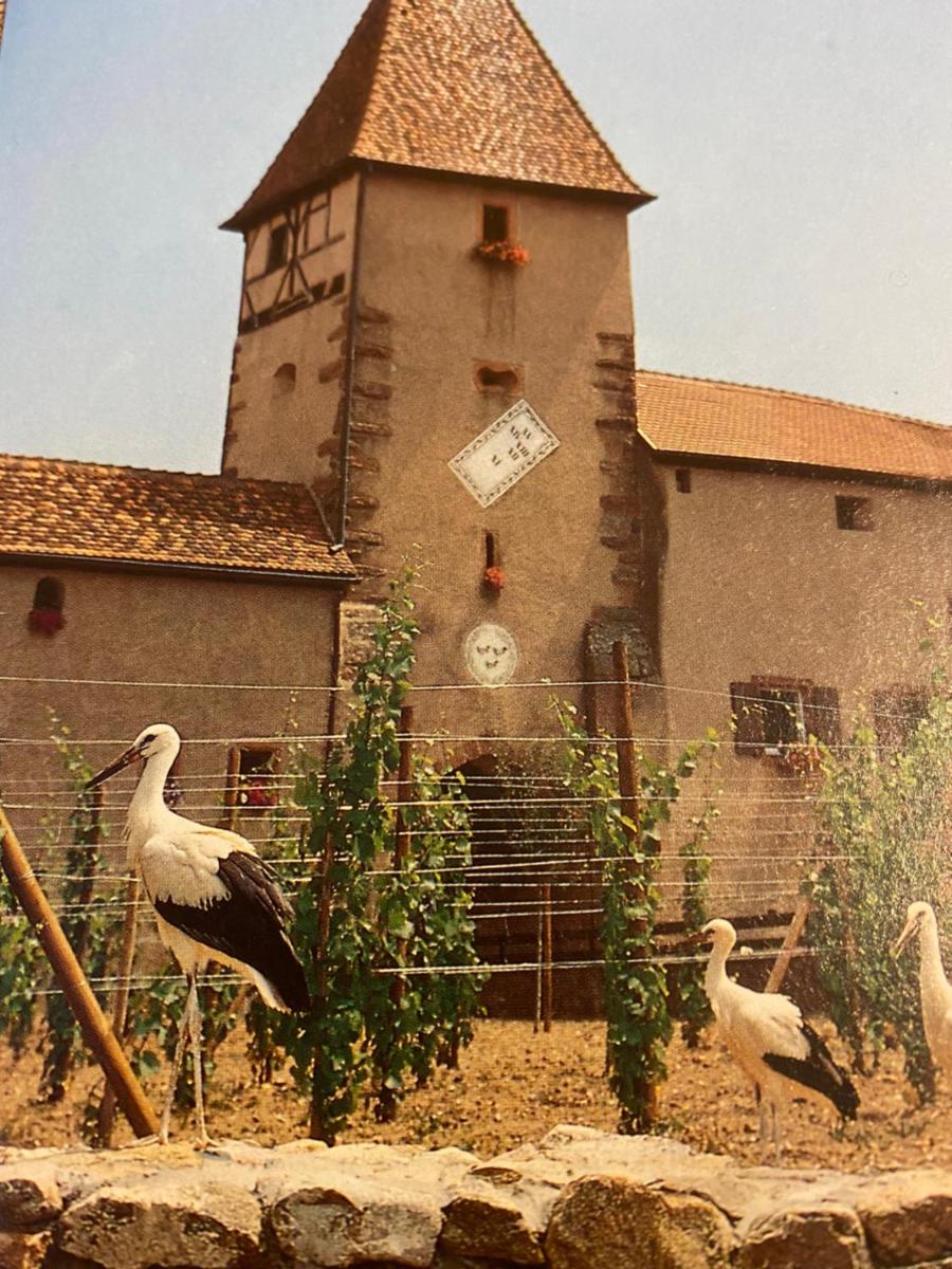 Les volets bleus - Housity