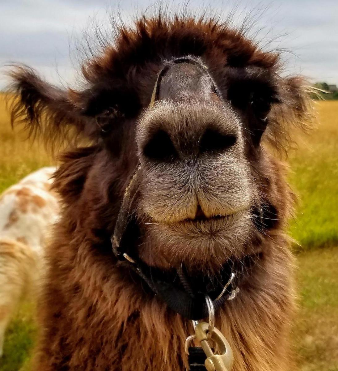 Llama-Stay at Spooky Tooth Ranch - Mtn Views! - Housity