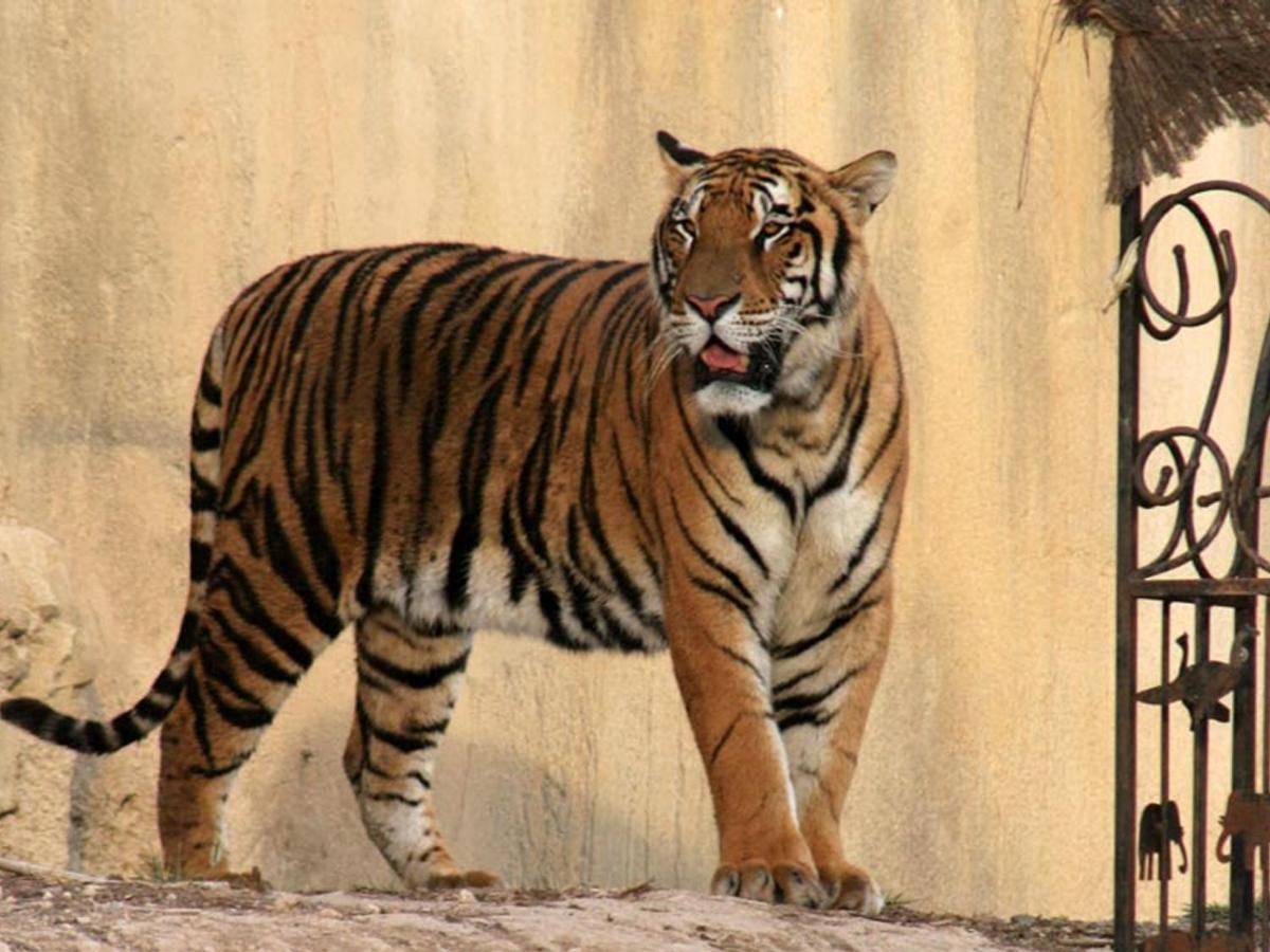 Animales en el resort o alrededores