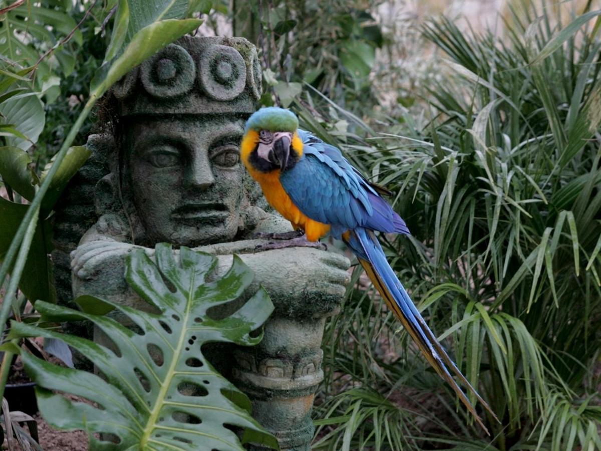 Animales en el resort o alrededores