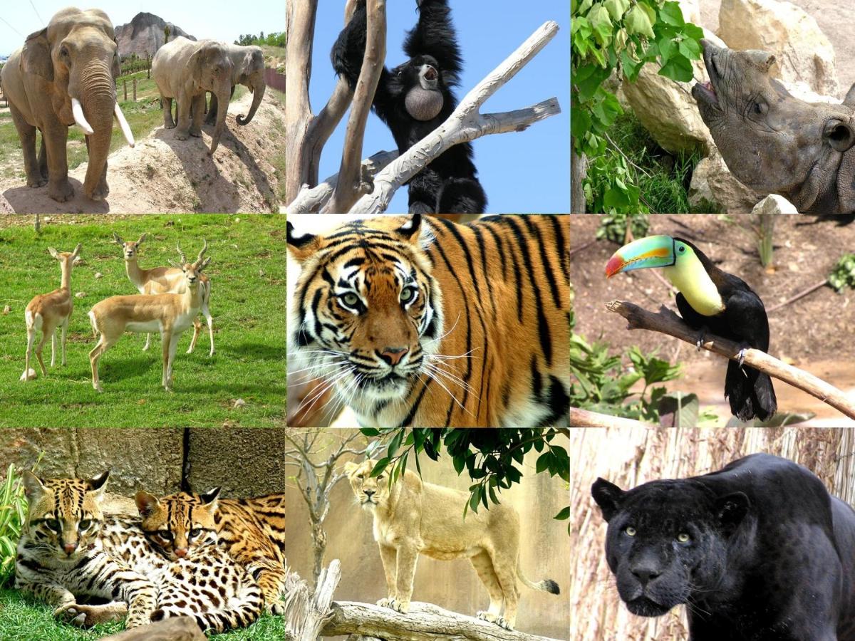 Animales en el resort o alrededores