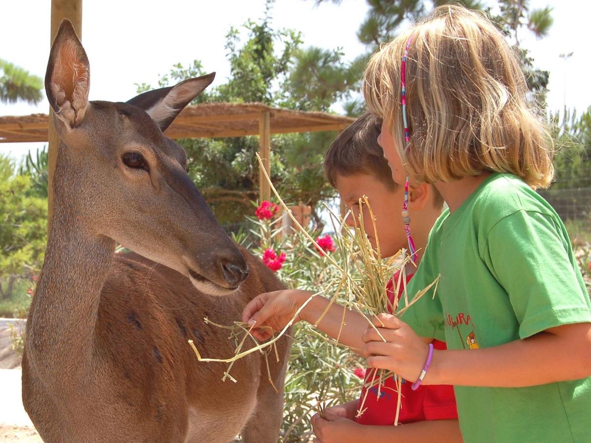 Animales en el resort o alrededores
