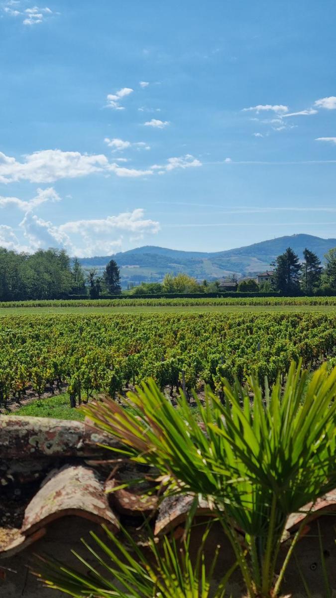 Maison de charme au cœur des vignes du Beaujolais - Housity