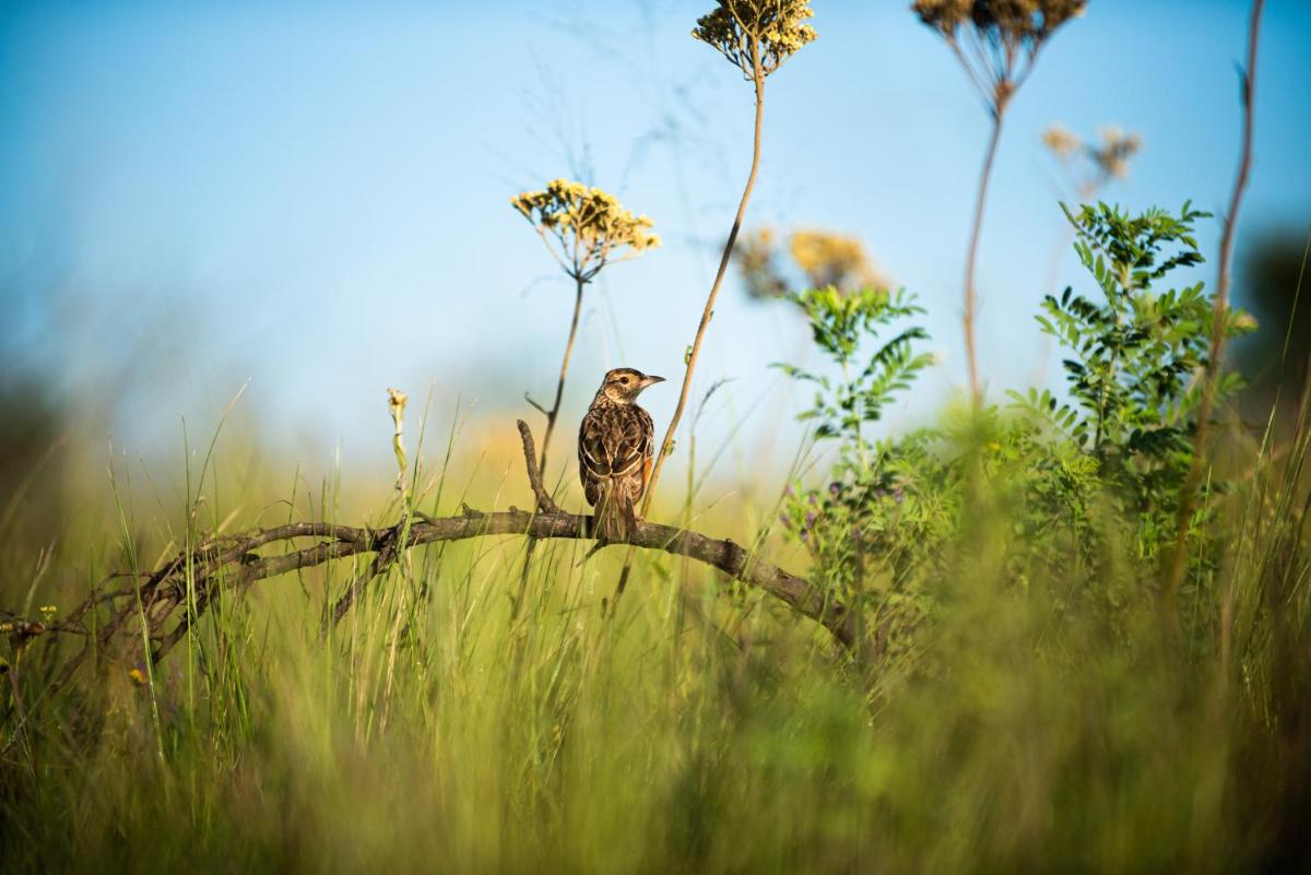 Suitetrails - Tala Collection Private Game Reserve by Dream Resorts