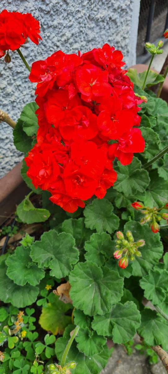 cesena3 plus - Housity