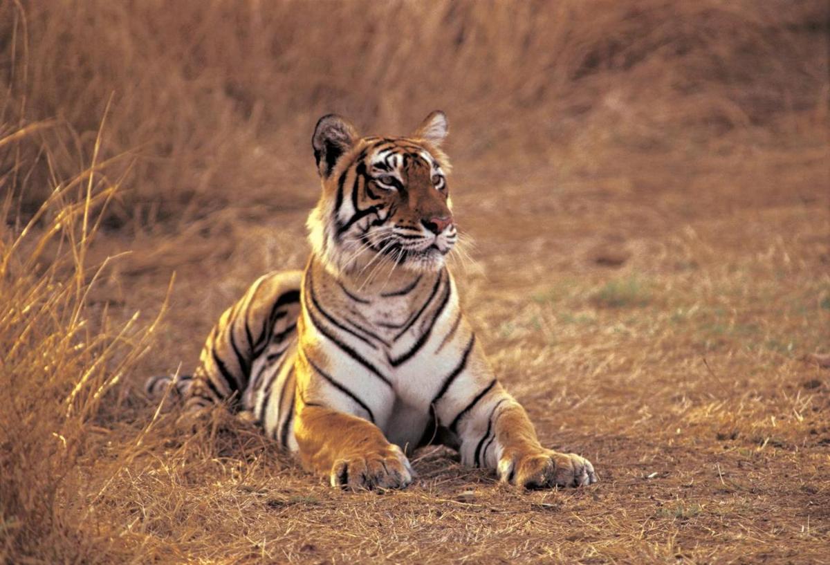 Ranthambhore Safari Booking - Housity