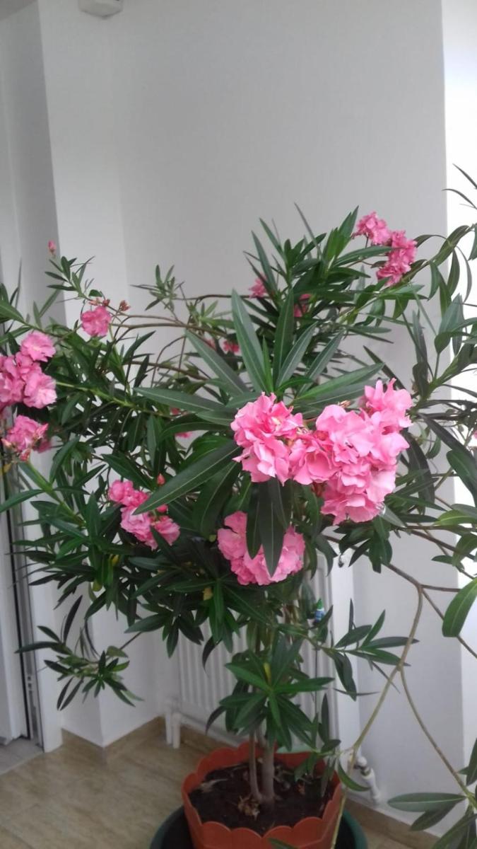 Apartament 2 camere Blaj Str Avram Iancu Bl 9 - Housity